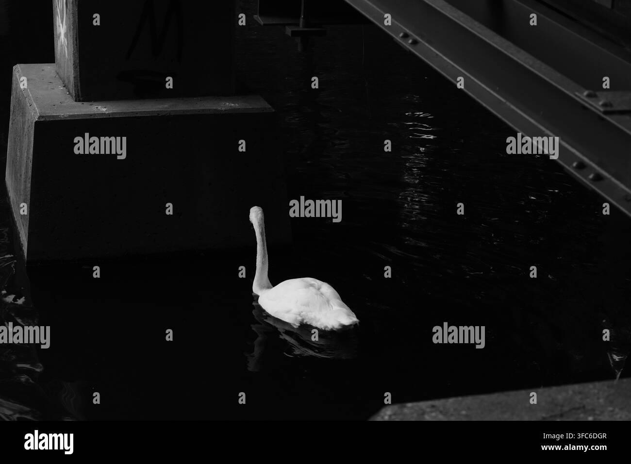 Cigno bianco che nuota nell'acqua scura sotto la struttura di un ponte, Ontario, Canada. Foto Stock