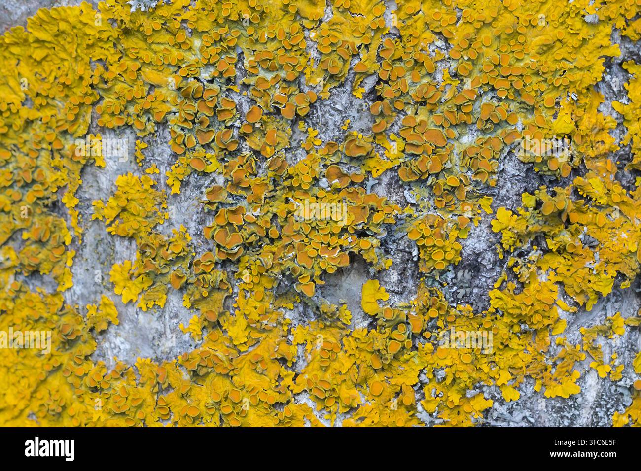 Licche giallo Xanthoria parietina che cresce sulla corteccia degli alberi, primo piano. Foto Stock