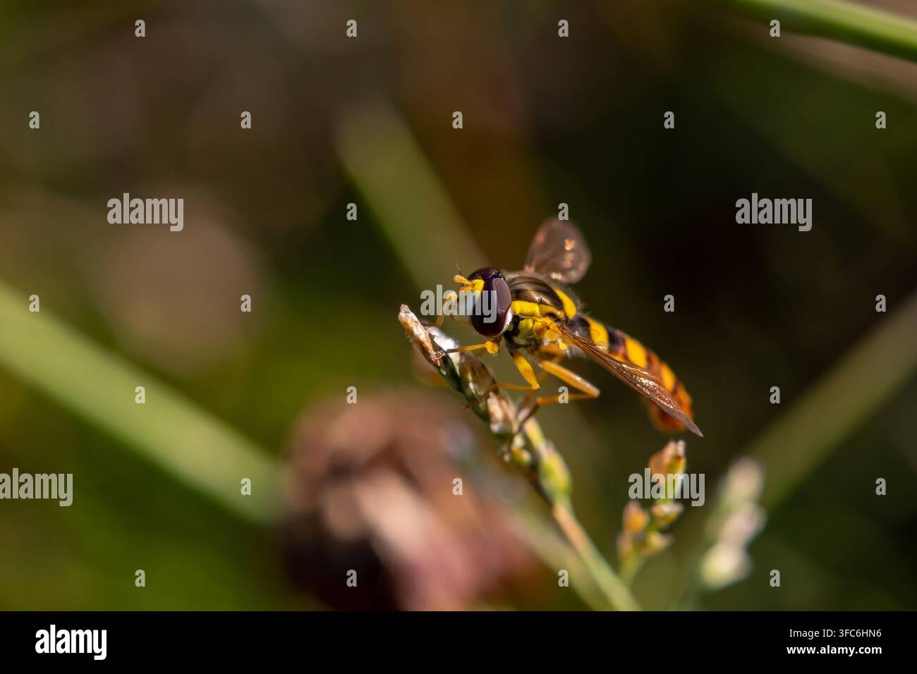 Mosca volante Sphaerophoria scripta appollaiata su uno stelo d'erba selvatica in un campo della Russia centrale. Famiglia Syrphidae. Luglio 2024 Foto Stock