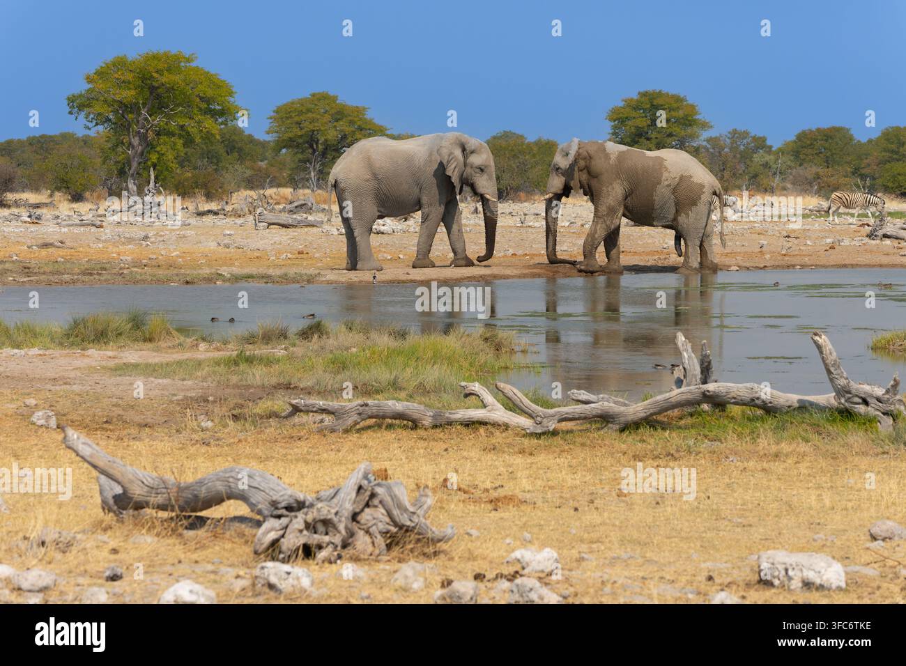 Elefanti africani in piedi vicino a una pozza d'acqua naturale a Etosha, Namibia. Fauna selvatica in un paesaggio di savana secca, che mostra conservazione e natura. A Etosha Foto Stock