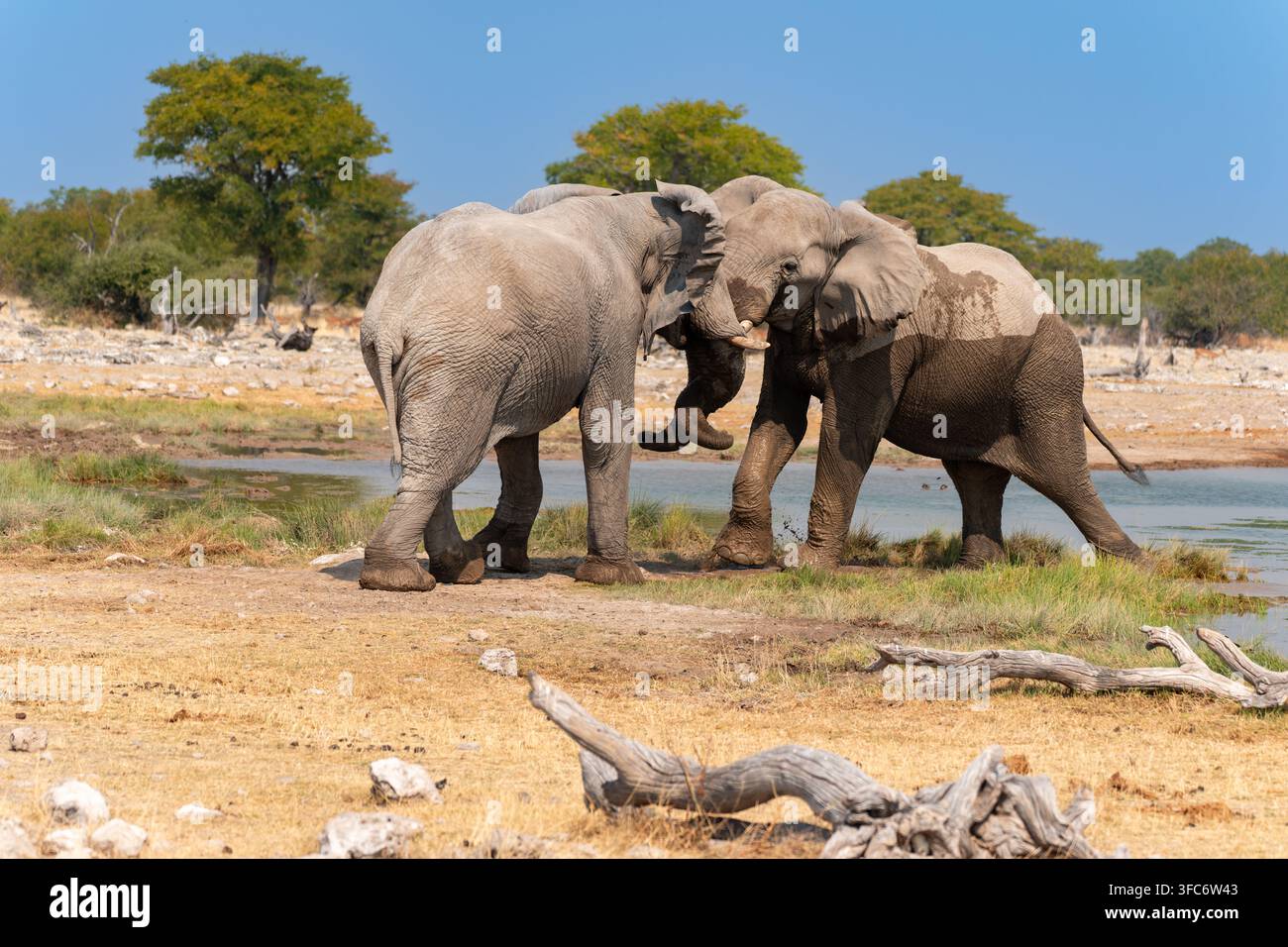 Elefanti africani in piedi vicino a una pozza d'acqua, si strofinano con le trunk e i corpi, mostrando interazione sociale e comportamento della fauna selvatica a Etosha. Nell'Etosha National P Foto Stock