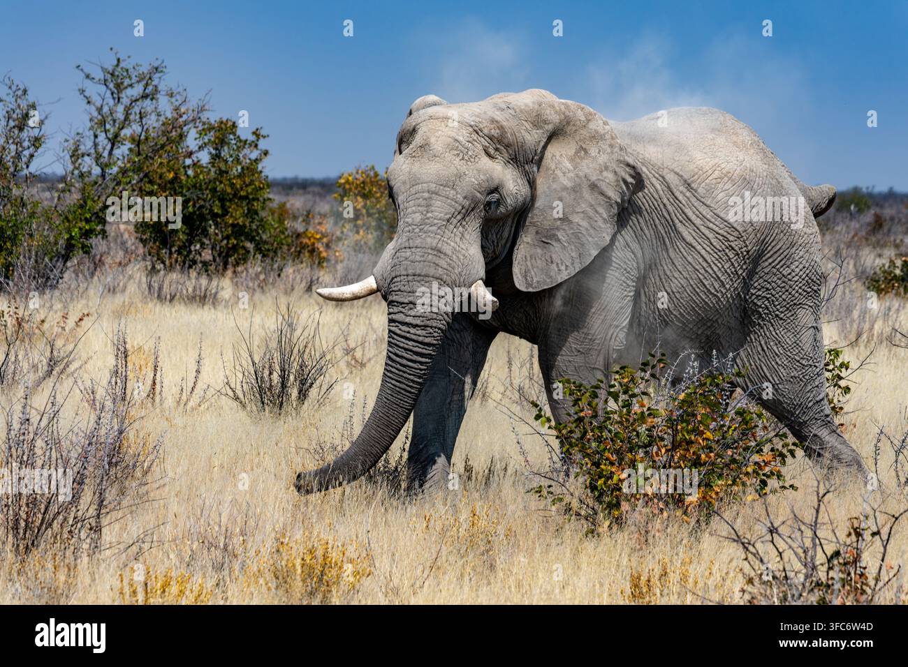 Elefante africano avanza attraverso la savana arida di Etosha, sollevando polvere sotto un cielo blu terso nella natura selvaggia del parco nazionale della Namibia. A Etosha National P Foto Stock
