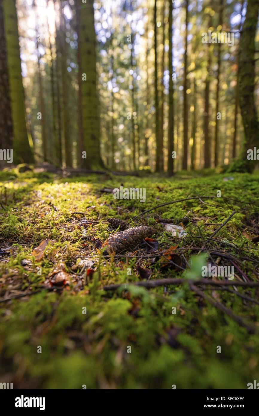 Fondo boschivo coperto di muschio illuminato dalla luce del sole attraverso gli alberi, Broom Field, Foresta Nera, Germania Foto Stock