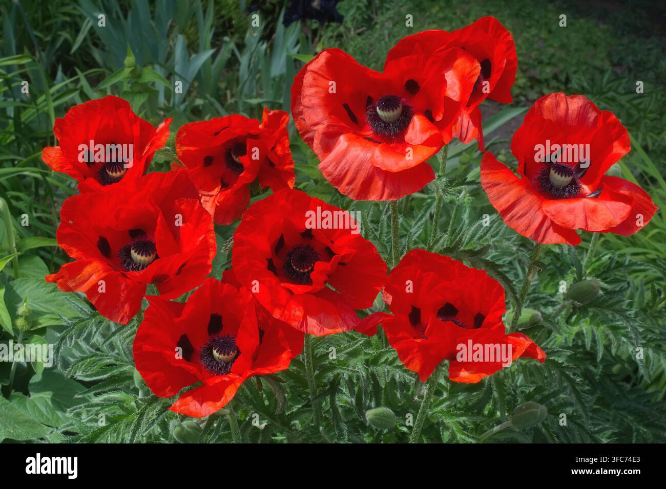 Fiori di papavero orientale Papaver orientale, regione del basso Reno, Germania Foto Stock