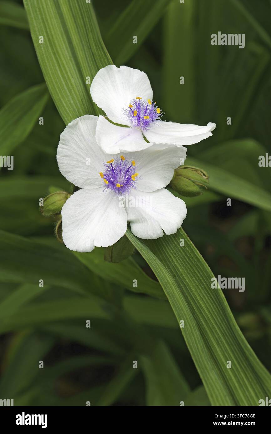 Virginia spiderwort (Tradescantia virginiana) Foto Stock