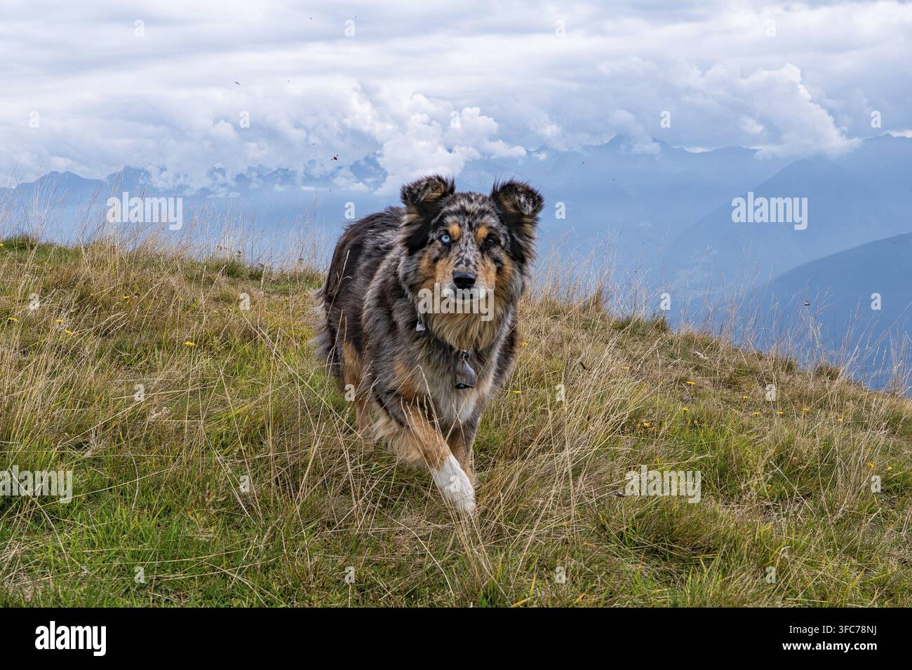 Cane pastore australiano che corre in una prateria Foto Stock