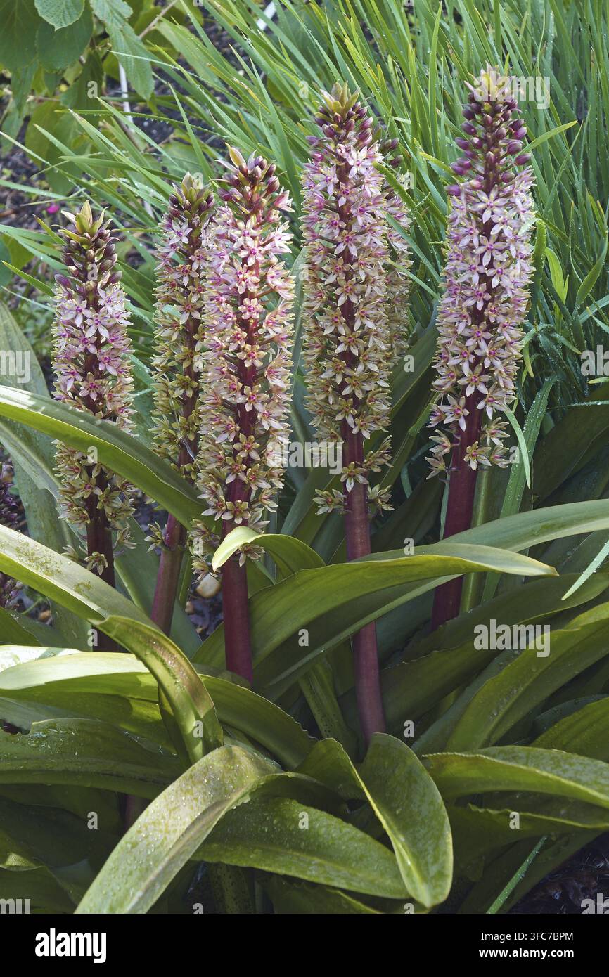 Giglio dell'ananas (Eucomis comosa). Conosciuto anche come fiore dell'ananas e Eucomis vino Foto Stock