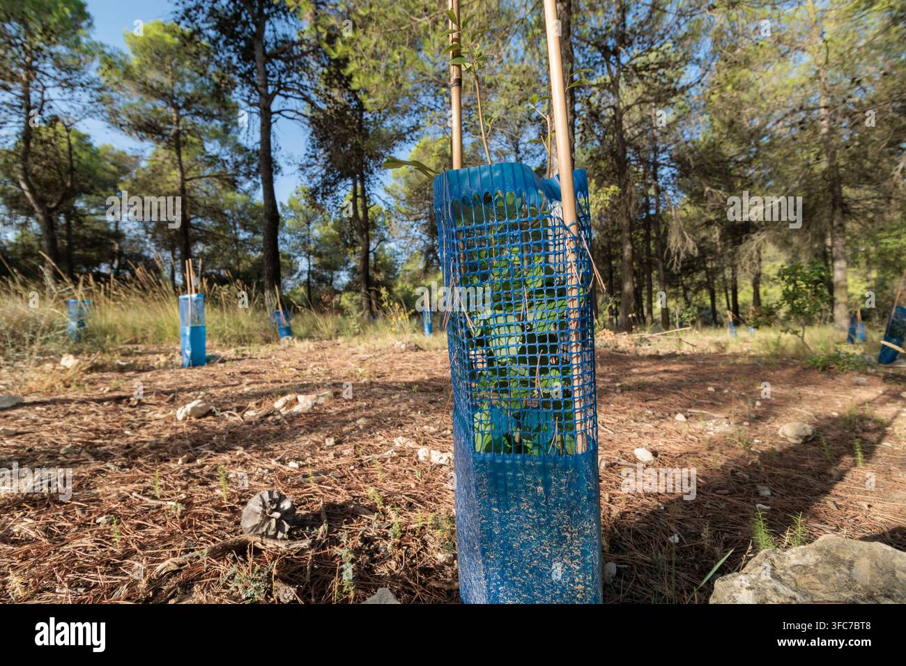 Giovane albero piantato con rete protettiva blu in un progetto di riforestazione, Alcoy, Spagna Foto Stock