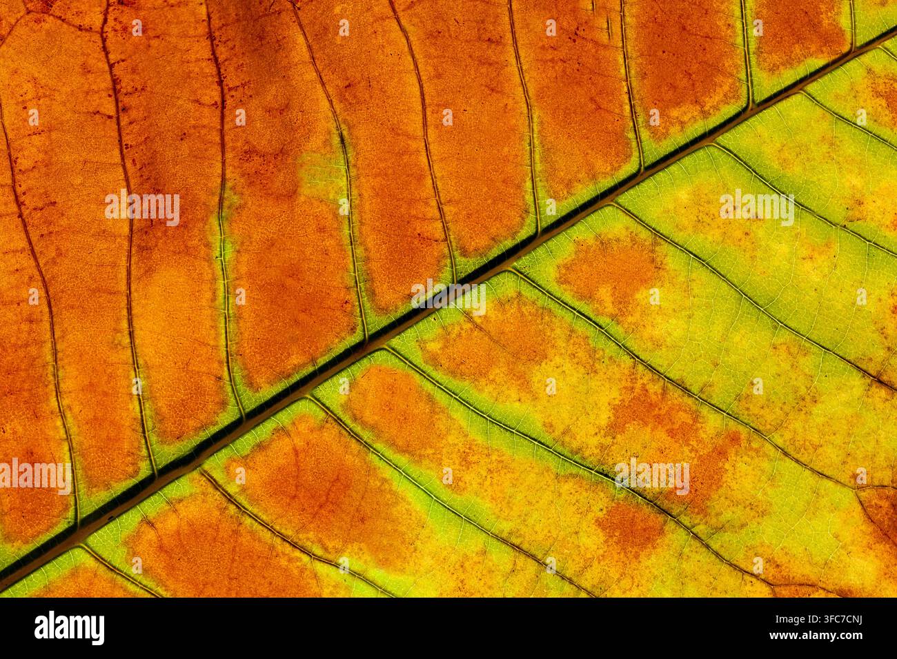 Primo piano di una foglia di faggio autunnale con venature intricate in toni vibranti di arancione, giallo e verde Foto Stock