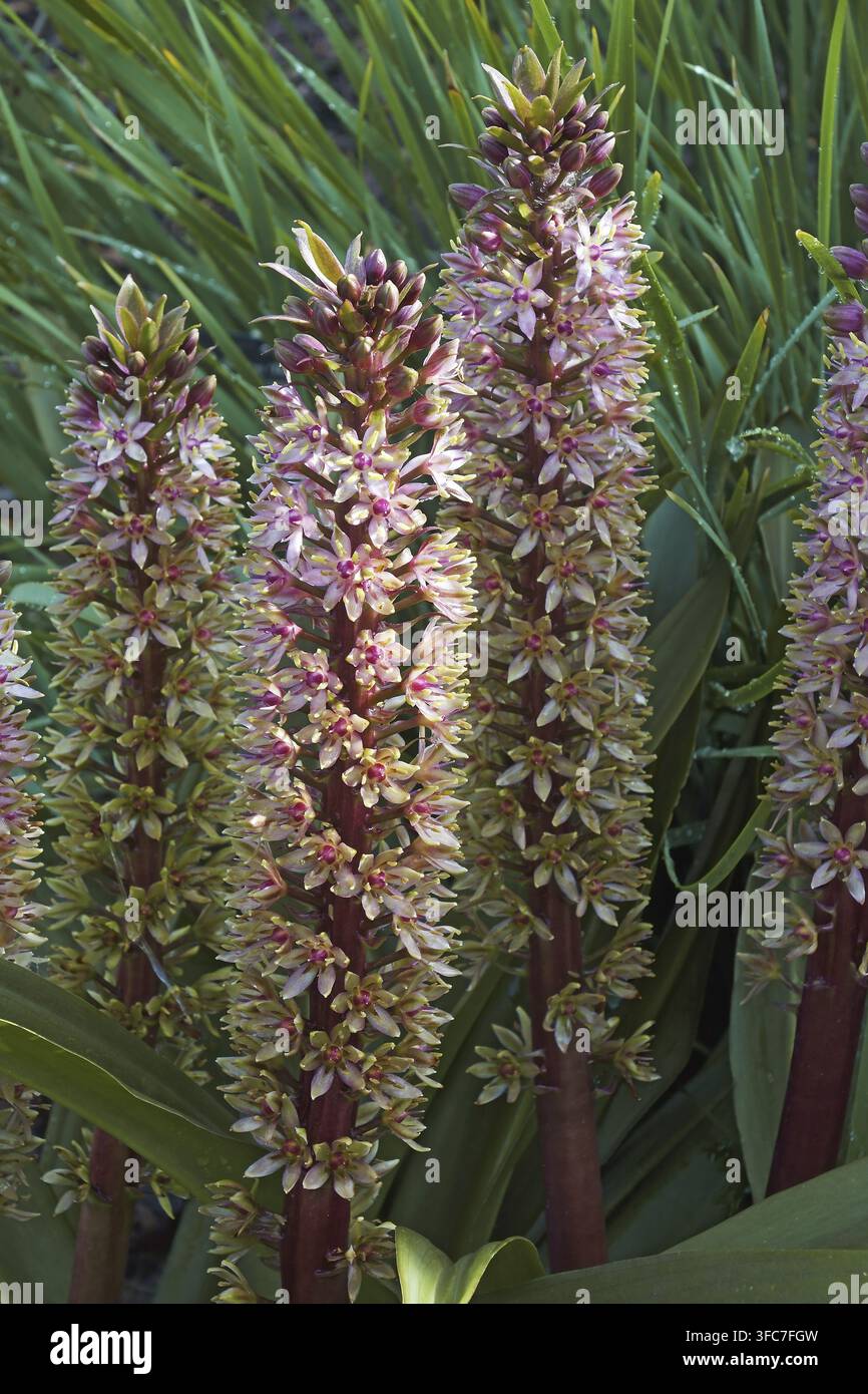 Ananas lily (Eucomis comosa). Chiamato fiore di ananas e del vino anche eucomis Foto Stock
