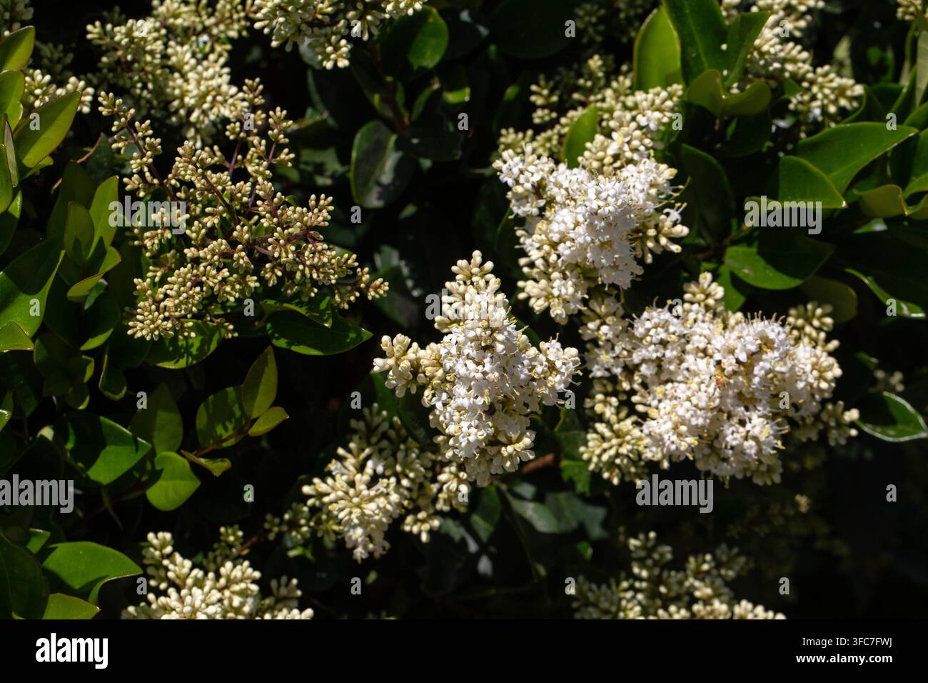 Ligustro giapponese (Ligustrum japonicum) Fiori bianchi in fiore con foglie verdi lucide Foto Stock