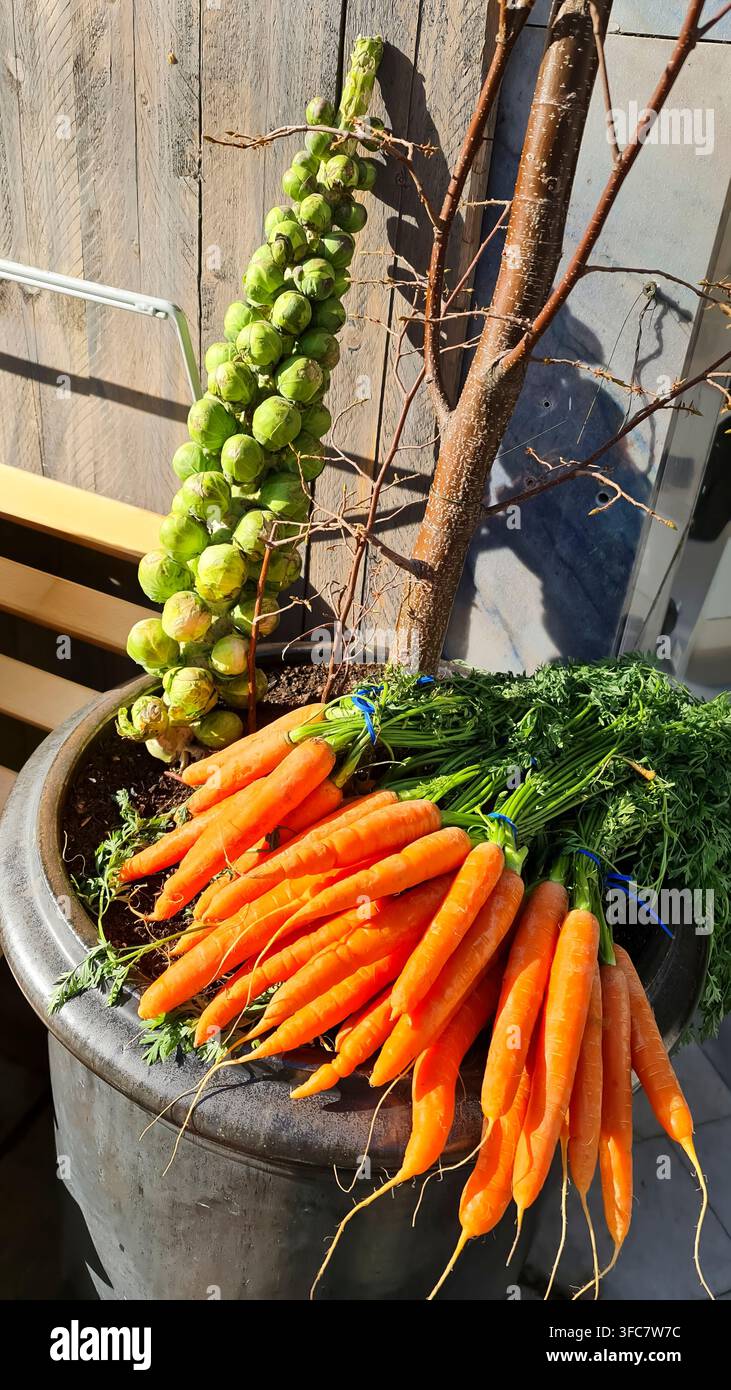 Cavoli di Bruxelles appena raccolti e carote arancioni con fogliame verde in una pentola illustrano una raccolta autunnale stagionale. Foto Stock