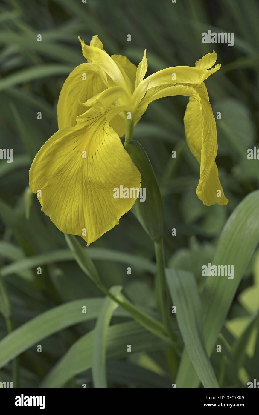 Bandiera gialla iris (Iris pseudacorus). Chiamato iris gialla, acqua bandiera, Paleyellow iris e anche della leva Foto Stock