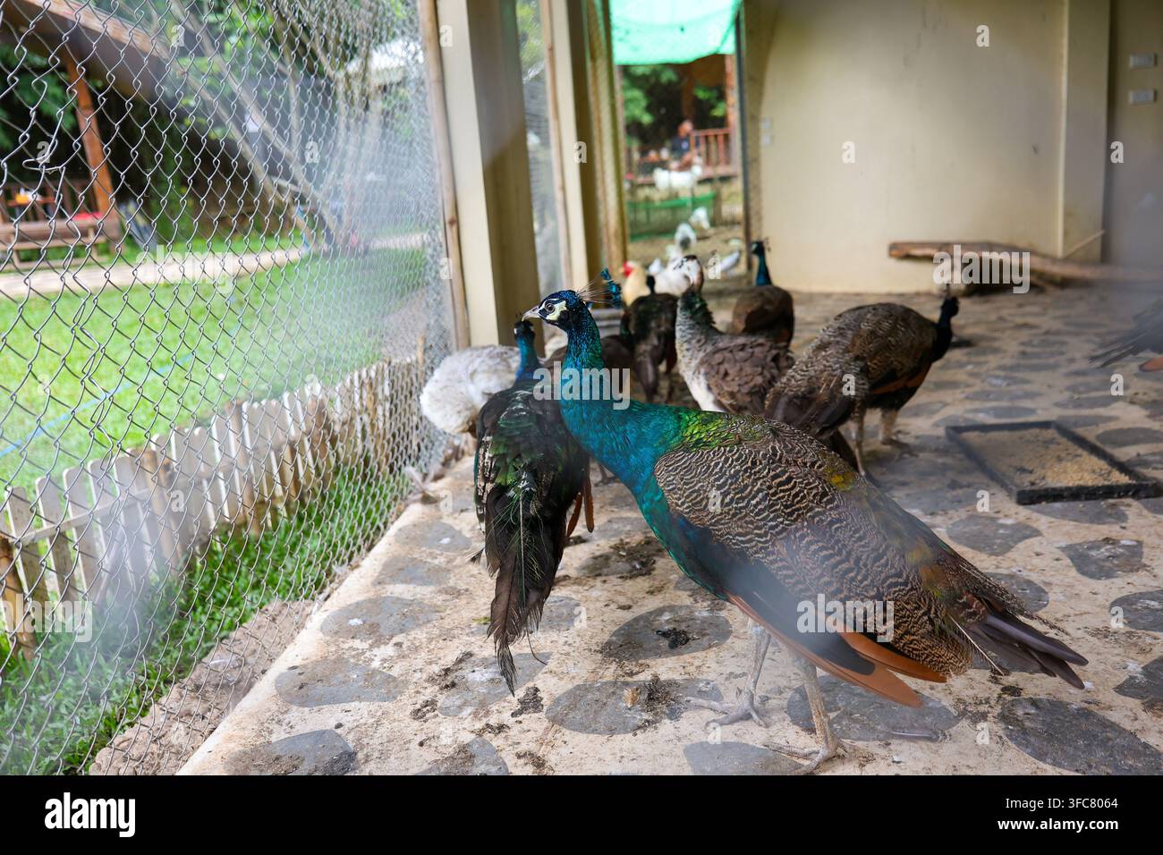 Un pavone e una pavona che si radunano accanto a una recinzione a catena in un recinto all'aperto ombreggiato, con piumaggio colorato, pavimento in pietra, vegetazione tropicale e rela Foto Stock