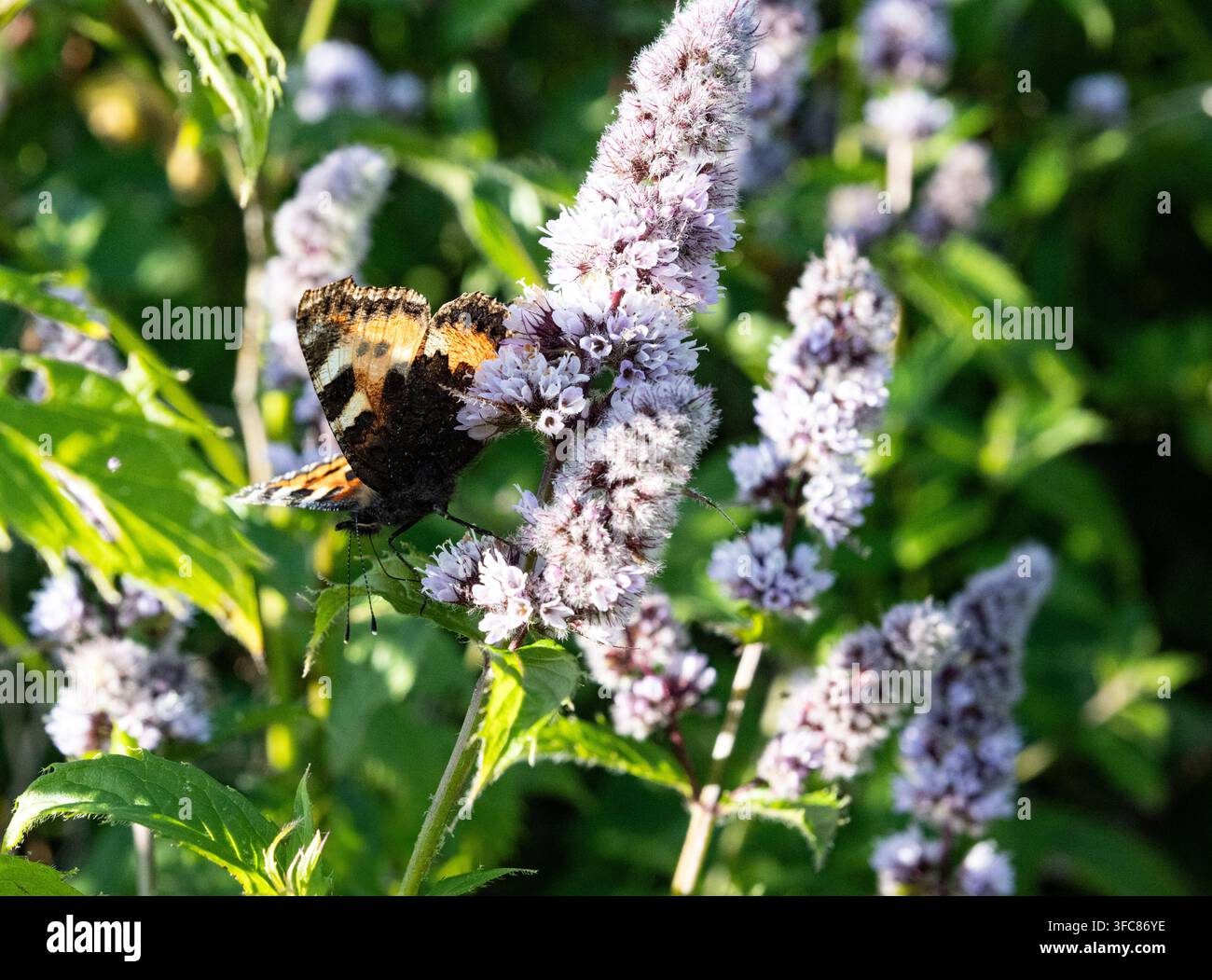 Piccolo farfalla tartarugata (Aglais urticae) che si nutre di menta in fiore (Mentha) a Inishowen, contea di Donegal, Irlanda Foto Stock