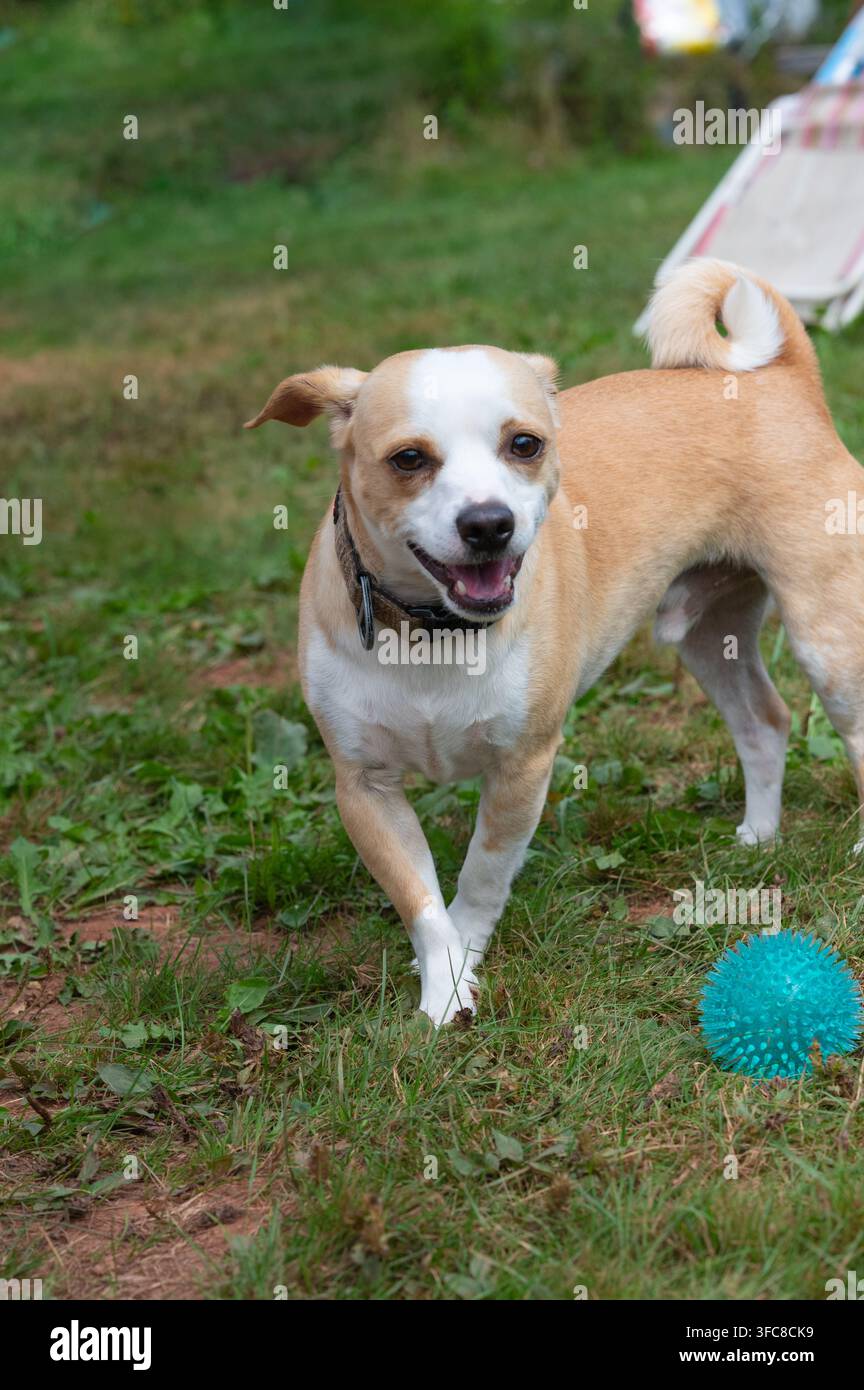 Piccolo cane meticcio felice che gioca con una palla blu sull'erba verde. Foto Stock