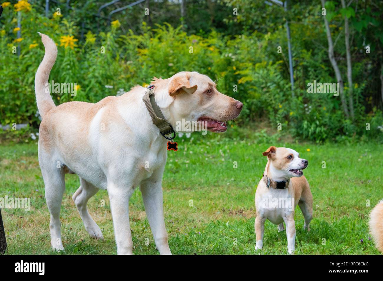 Due cani domestici di dimensioni diverse in posizione di allerta in un cortile erboso circondato da fogliame verde in una giornata di sole. Foto Stock