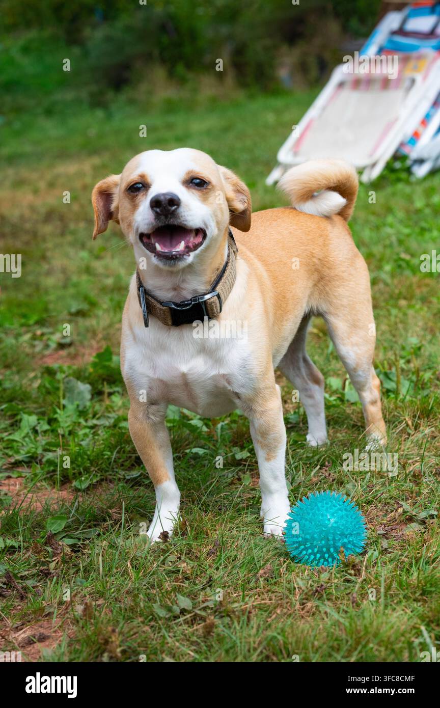 Felice cane meticcio Chihuahua in piedi sull'erba con una palla blu. Foto Stock