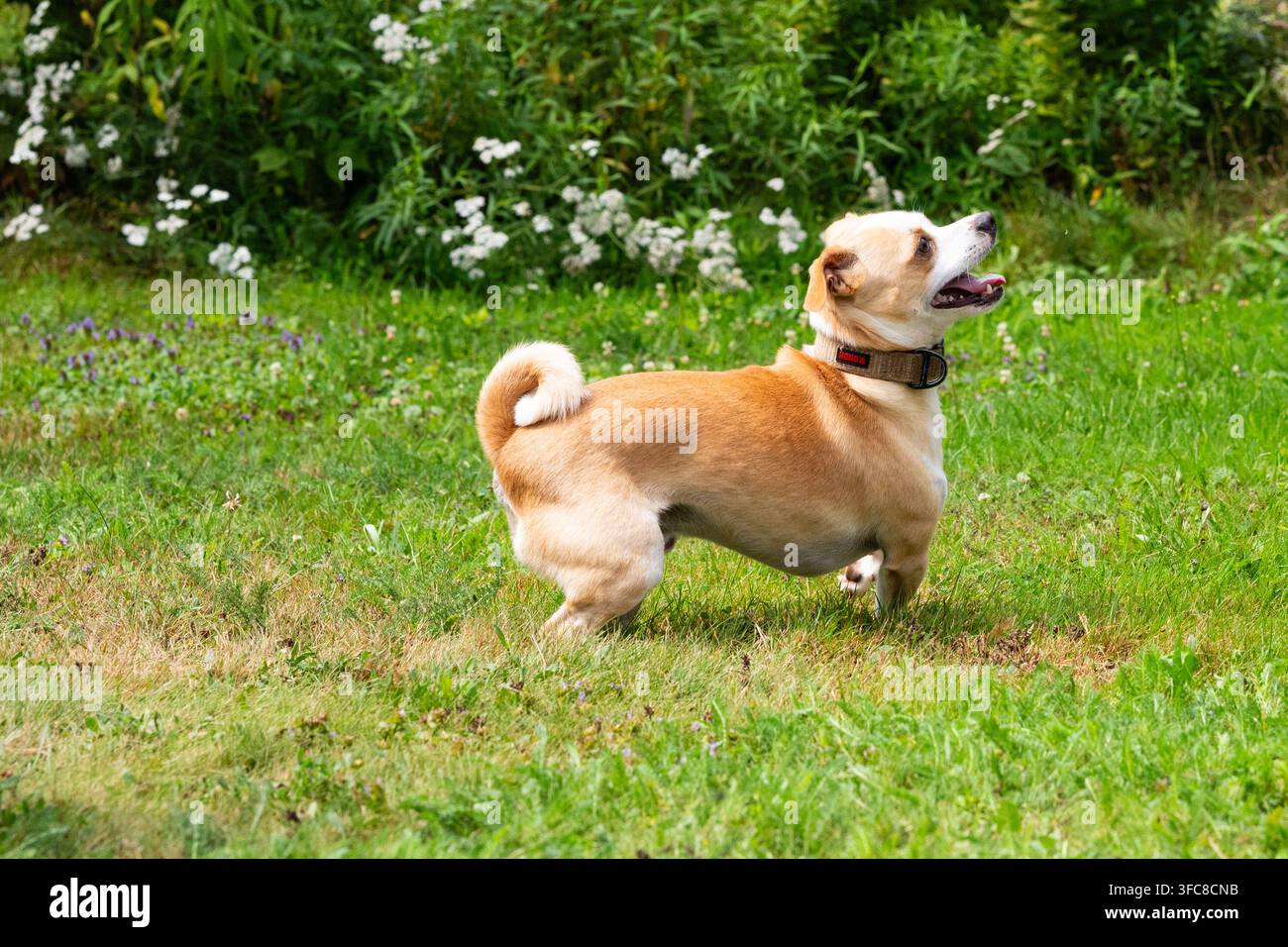 Piccolo cane felice incrociato chihuahua in piedi in un cortile erboso che guarda verso l'alto. Foto Stock