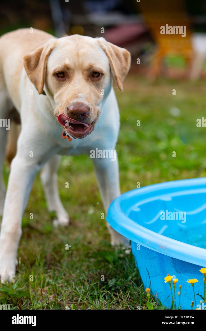 Cane Labrador assetato che si lecca le labbra dopo aver giocato in una vasca da bagno Foto Stock