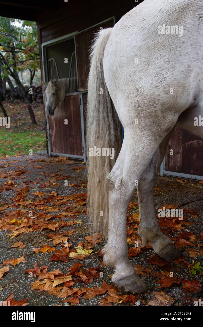 Cavallo che riposa in una stalla individuale in un centro equestre Foto Stock