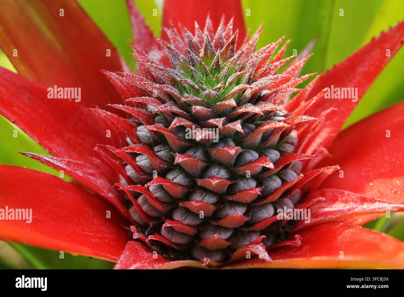 Primo piano di frutto di ananas ornamentale rosso con brattee rosse vivaci Foto Stock