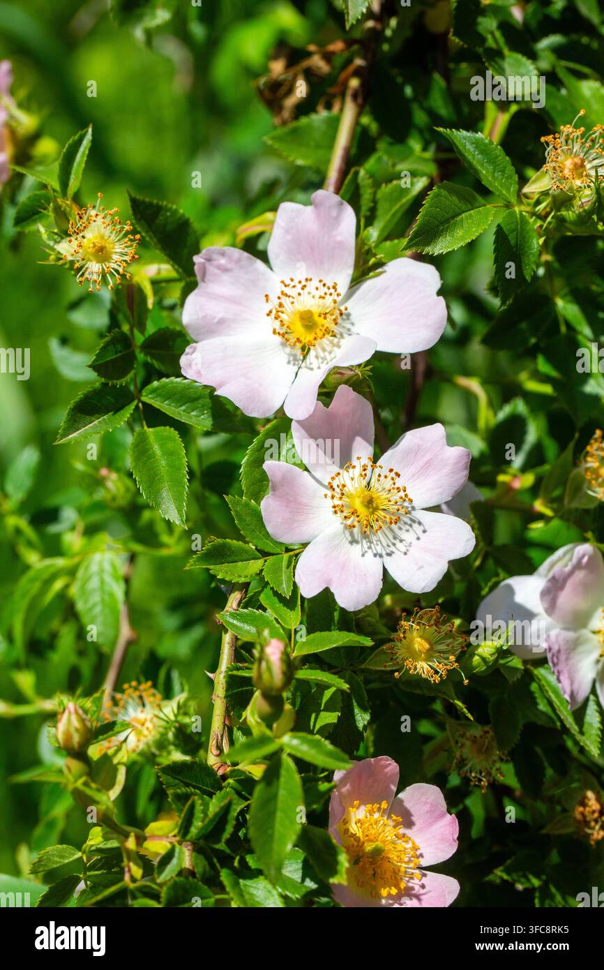 Primo piano di fiori di rosa selvatica (Rosa canina) che sbocciano su un cespuglio spinoso in primavera Foto Stock