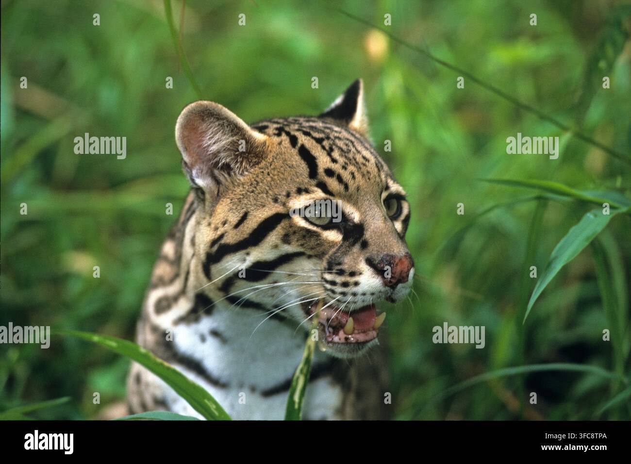 Ozelot (Felis pardalis), Porträt, Costa Rica | Ocelot (Felis pardalis), ritratto, Costa Rica Foto Stock