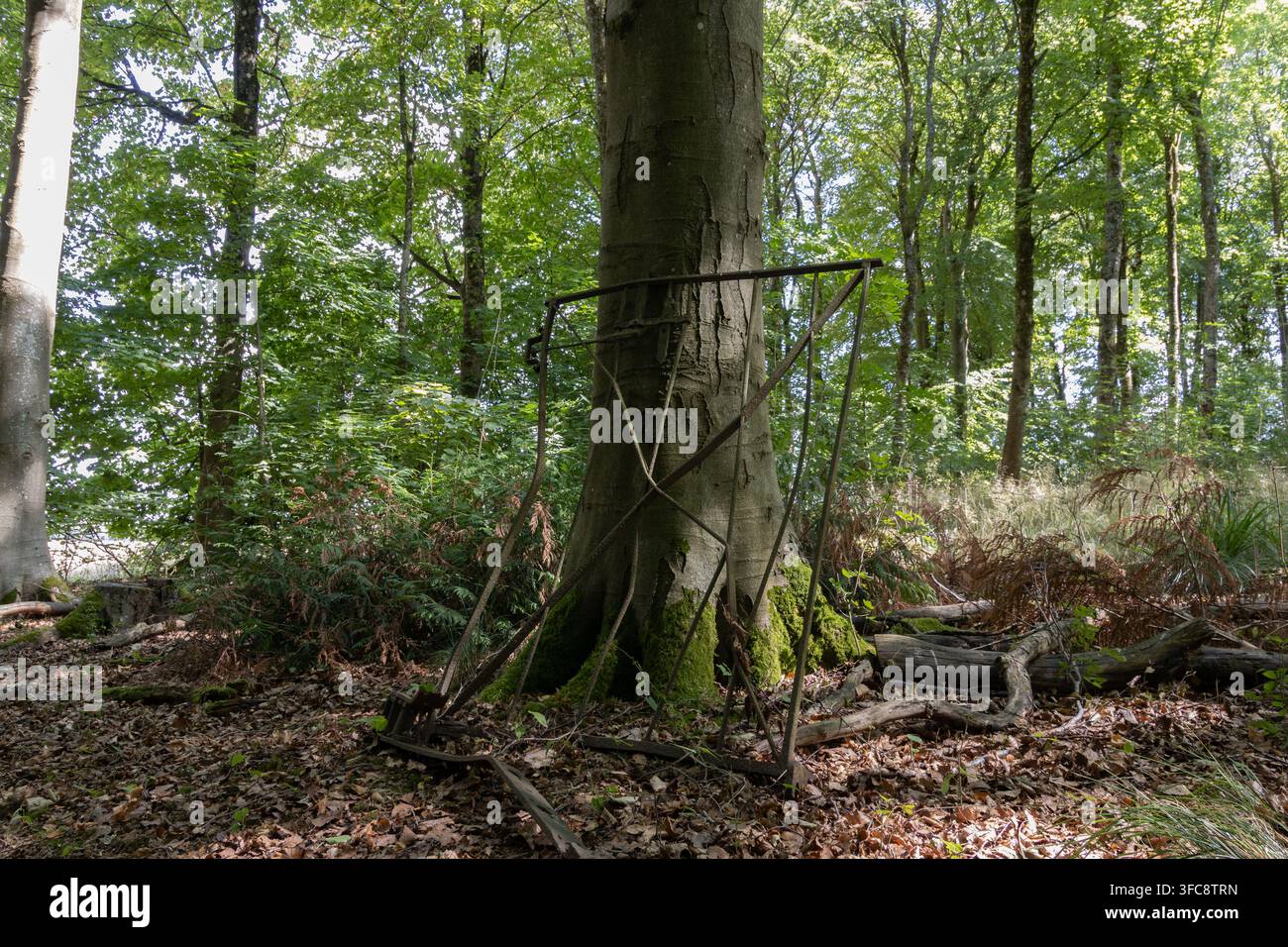 Vecchio cancello di metallo arrugginito appoggiato a un albero ricoperto di muschio a West Woods, Wiltshire, Inghilterra. Foto Stock