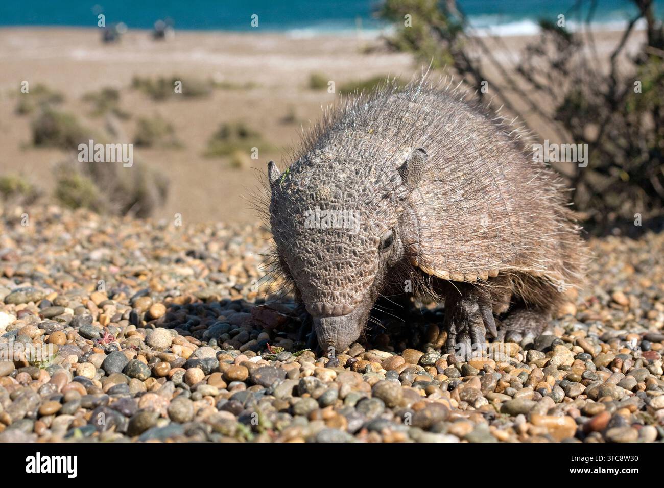 Tassuglio peloso più grande o Tassuglio peloso maggiore (Chaetophractus villosus), Penisola di Valdes, Riserva Naturale, Patagonia, Argentina Foto Stock