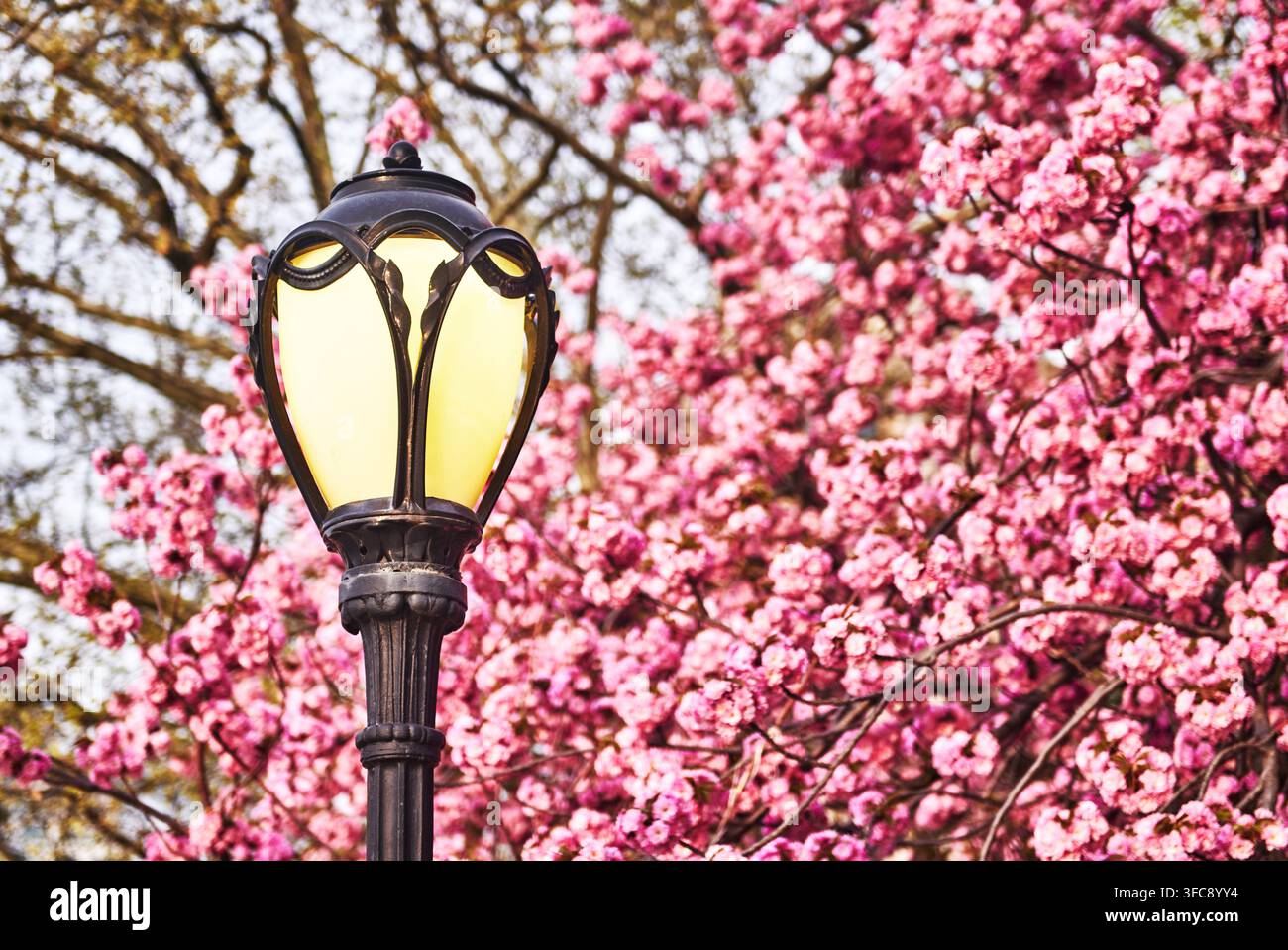 Classico lampione del Central Park circondato da vivaci fiori di ciliegio, Manhattan, New York City Foto Stock