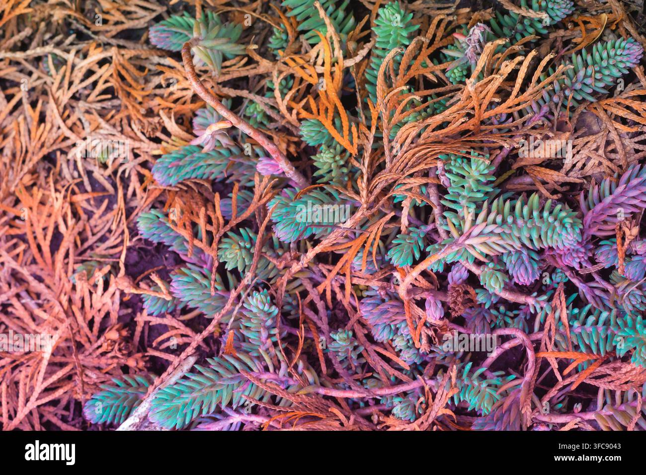 aghi di diversi colori sulla natura della Terra Foto Stock