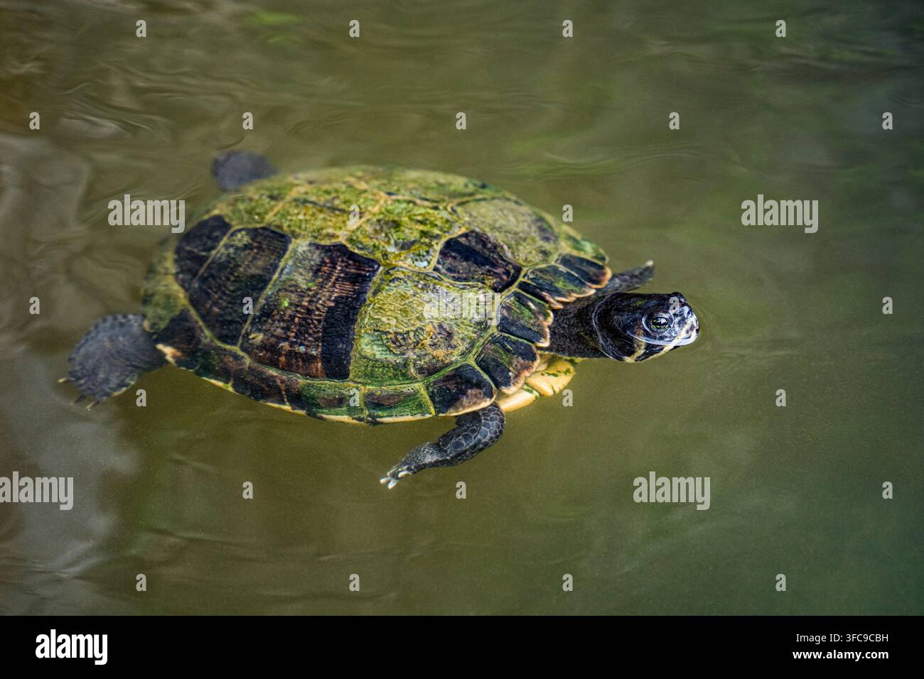 Tartaruga d'acqua dolce che nuota in uno stagno verde e calmo. Foto Stock