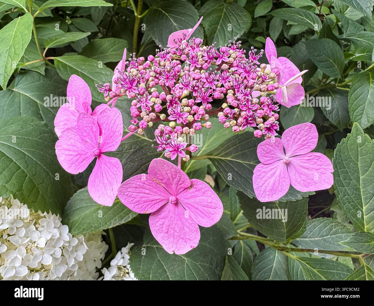 Ortensia a calice rosa, Hydrangea macrophylla, in fiore con delicate floretti rosa circondati da foglie verdi lussureggianti. - Immagine stock catturata con smartphone