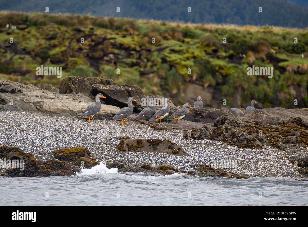 Anatre a vapore di Magellano non volanti nella Patagonia cilena subantartica Foto Stock
