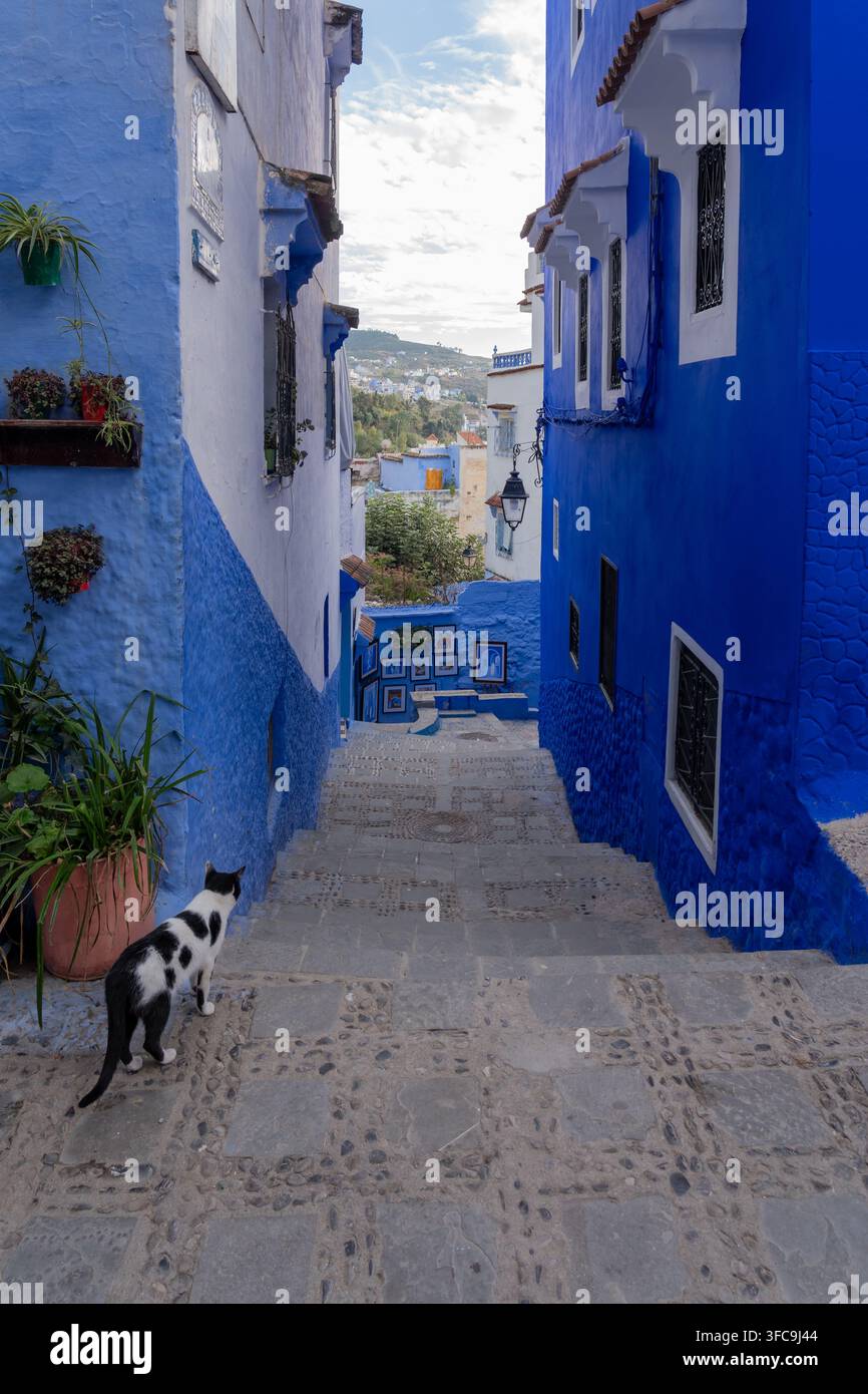 Case e strade di colore blu decorate con vasi di fiori colorati a Chefchaouen, Marocco. Foto Stock