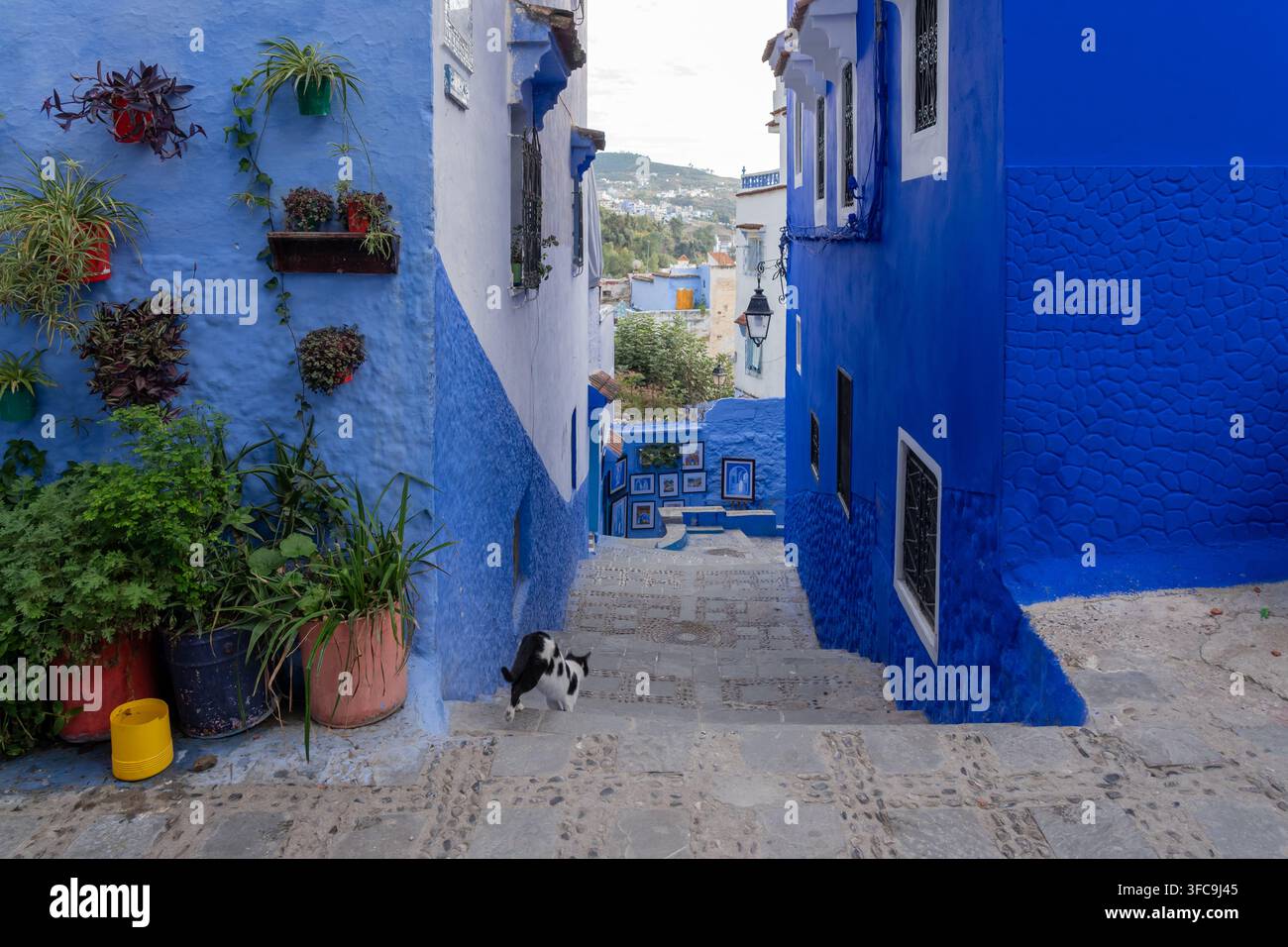 Case e strade di colore blu decorate con vasi di fiori colorati a Chefchaouen, Marocco. Foto Stock