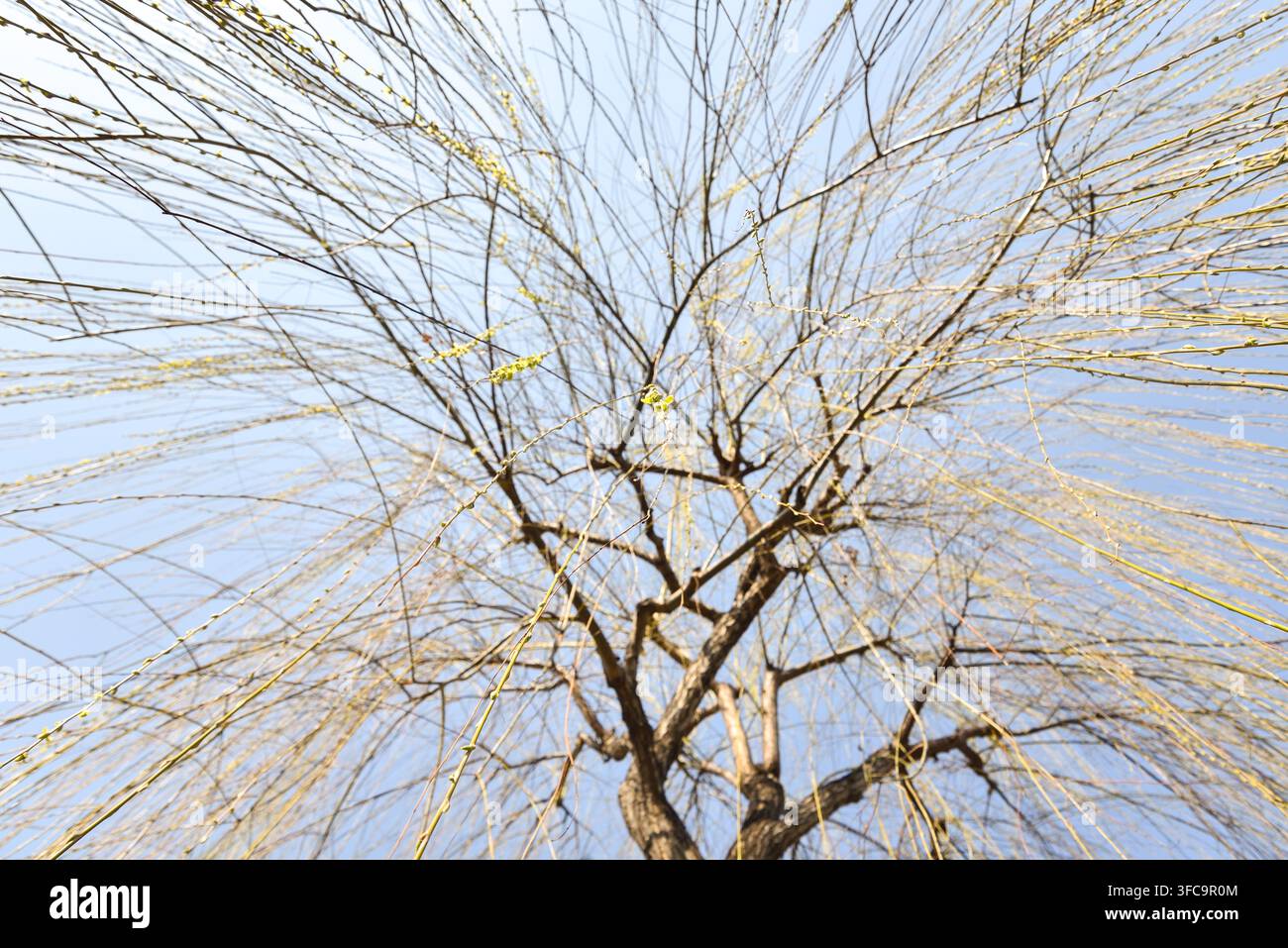 Angolo basso di un salice in fiore a Kyoto, Giappone Foto Stock