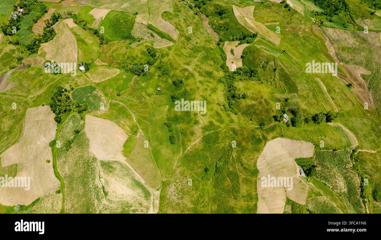 Terreni agricoli con risaie e piantagioni di canna da zucchero visti dall'alto. Negros, Filippine Foto Stock