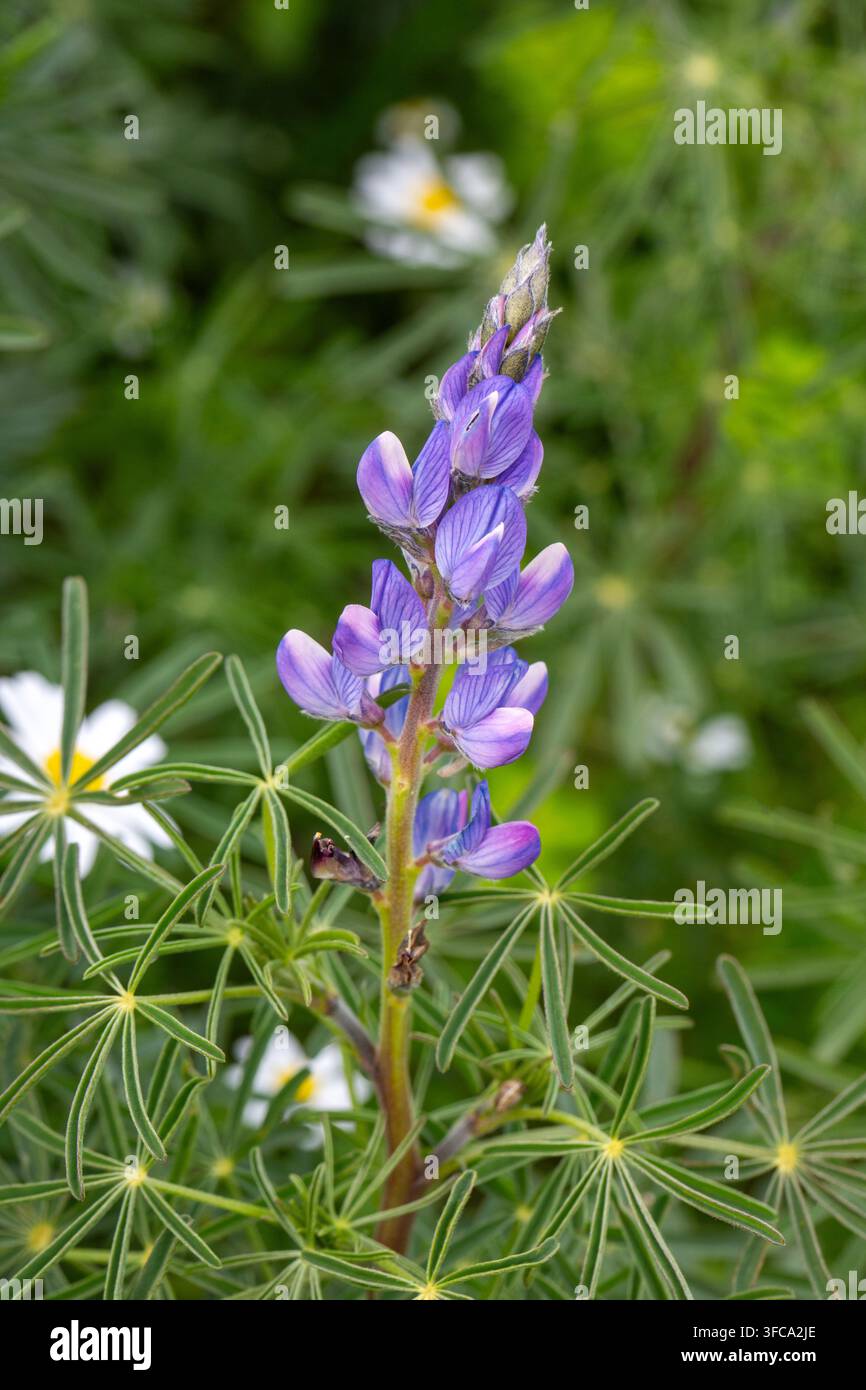 Lupino blu selvatico - Lupinus Angustifolius - Fiori e foglie palmate in un campo verde Foto Stock
