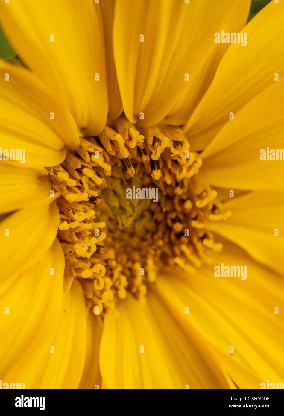 Fiore giallo della famiglia delle Asteracee (Asteraceae) in macro che mostra i fiori ligulati, i fiori tubulosi e le strutture riproduttive ricche di polline. Foto Stock