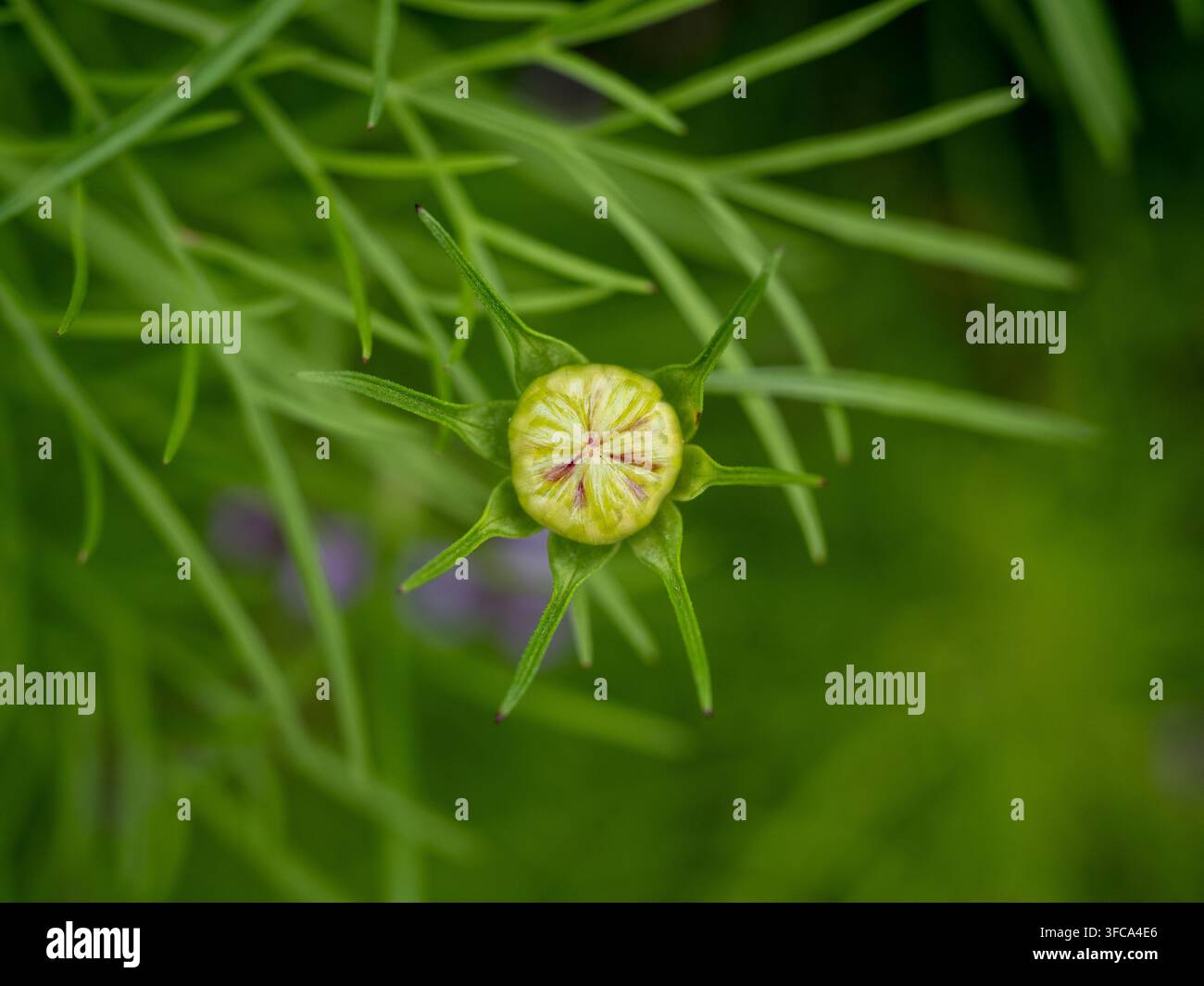 Capsula di semi a corna verde dell'amore-nebbia (Nigella damascena) incorniciata da una foglia fine e filiforme. Foto Stock