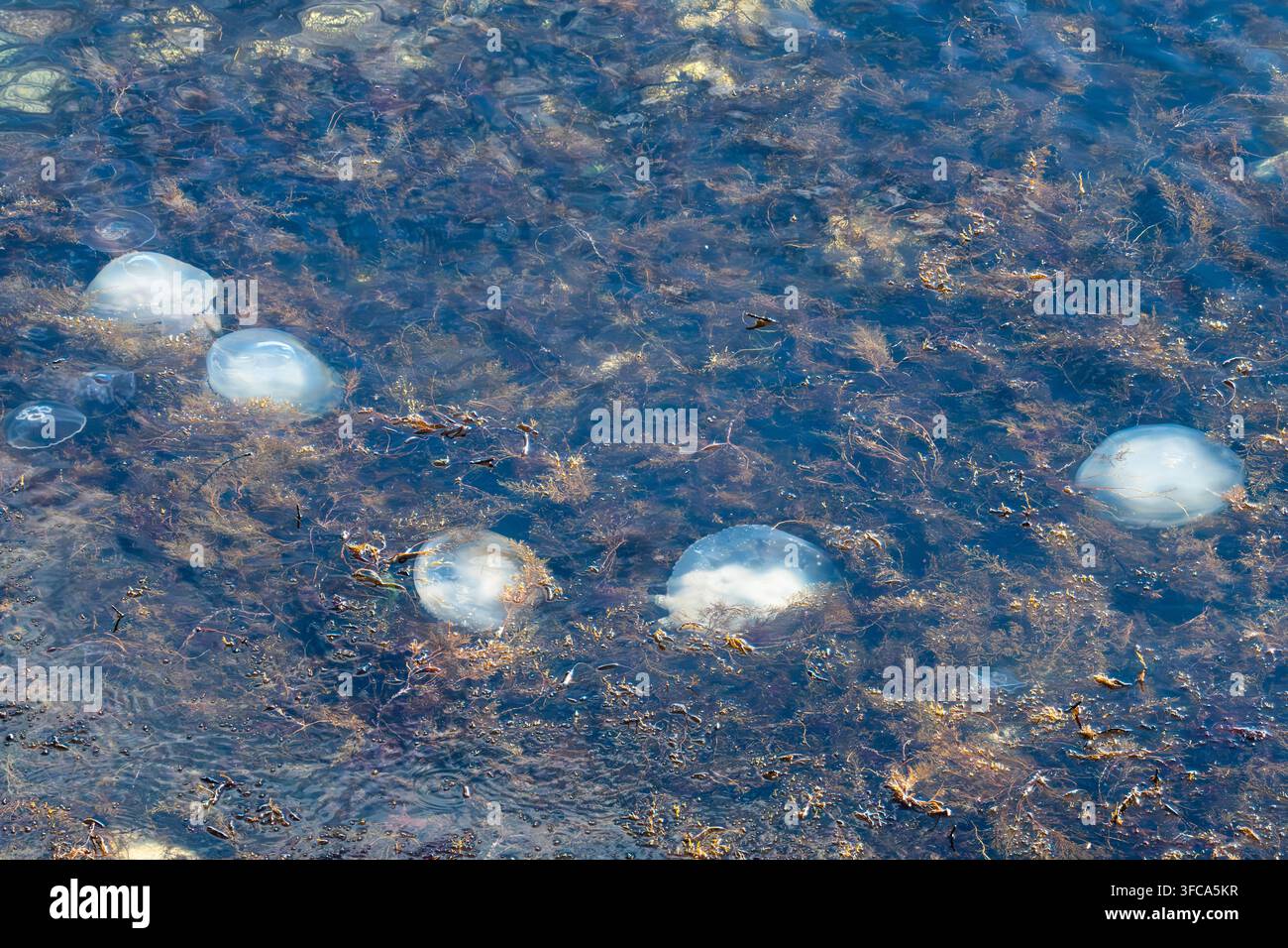 Diverse meduse bianche traslucide galleggiano in acque costiere poco profonde piene di alghe scure e piante marine Foto Stock