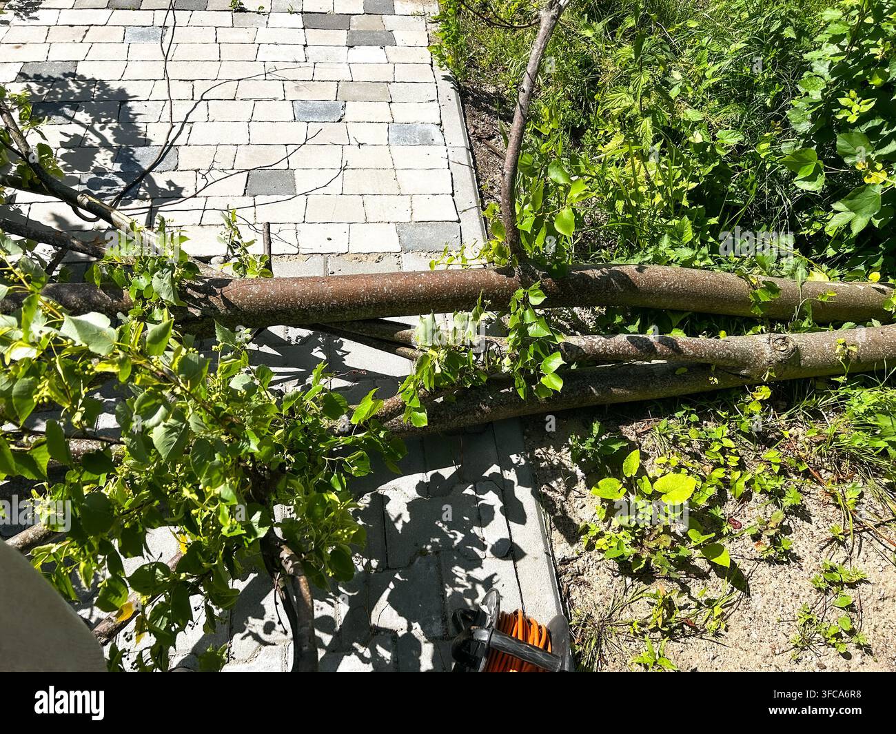 Albero caduto che blocca la strada rurale dopo la tempesta. Uomo che taglia il tronco per liberare il passaggio per auto e vicini. Vita di campagna, gestione delle interruzioni naturali Foto Stock