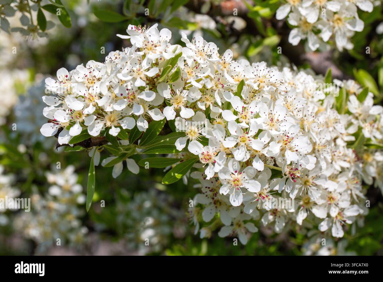 Bellissime fiori di pero selvatico su un ramo in un giardino primaverile soleggiato. Foto Stock
