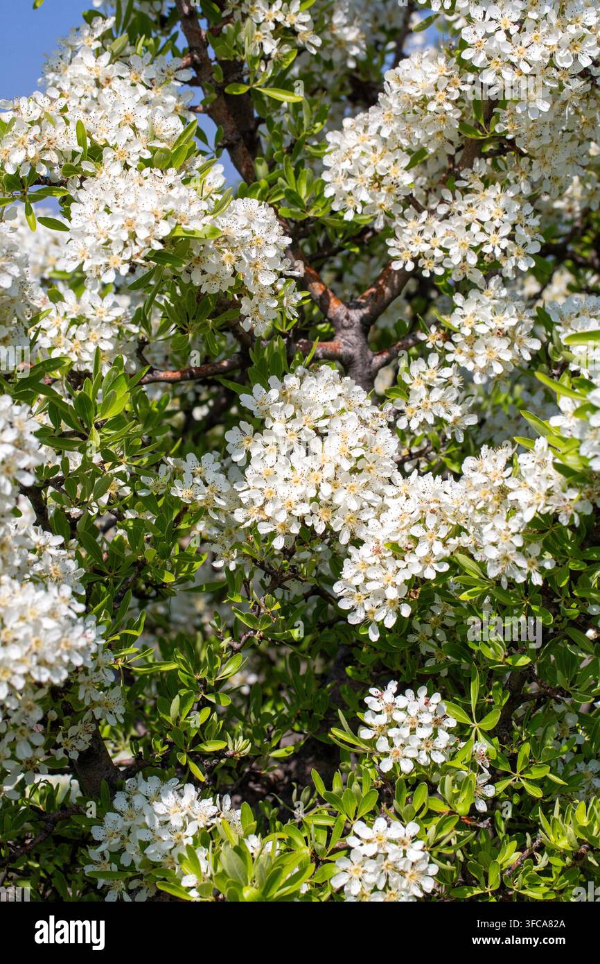 Bellissime fiori di pero selvatico su un ramo in un giardino primaverile soleggiato. Foto Stock