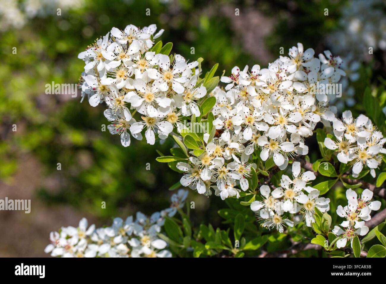 Bellissime fiori di pero selvatico su un ramo in un giardino primaverile soleggiato. Foto Stock