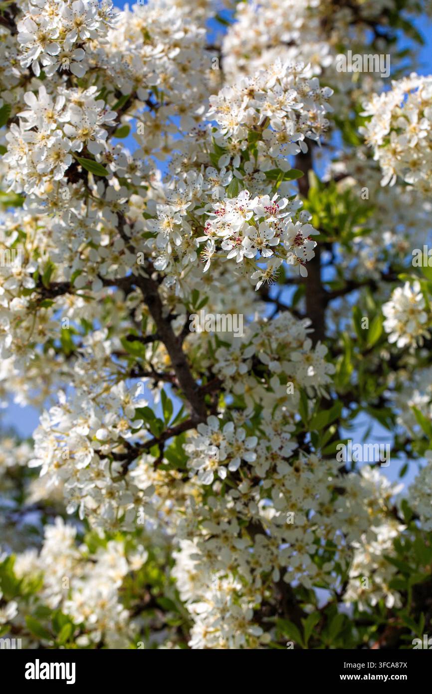 Bellissime fiori di pero selvatico su un ramo in un giardino primaverile soleggiato. Foto Stock