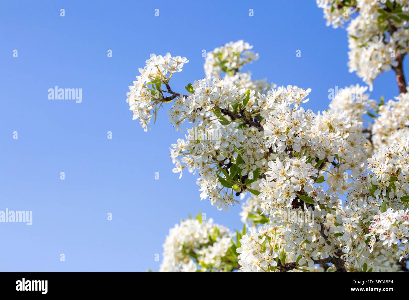 Bellissime fiori di pero selvatico su un ramo in un giardino primaverile soleggiato. Foto Stock