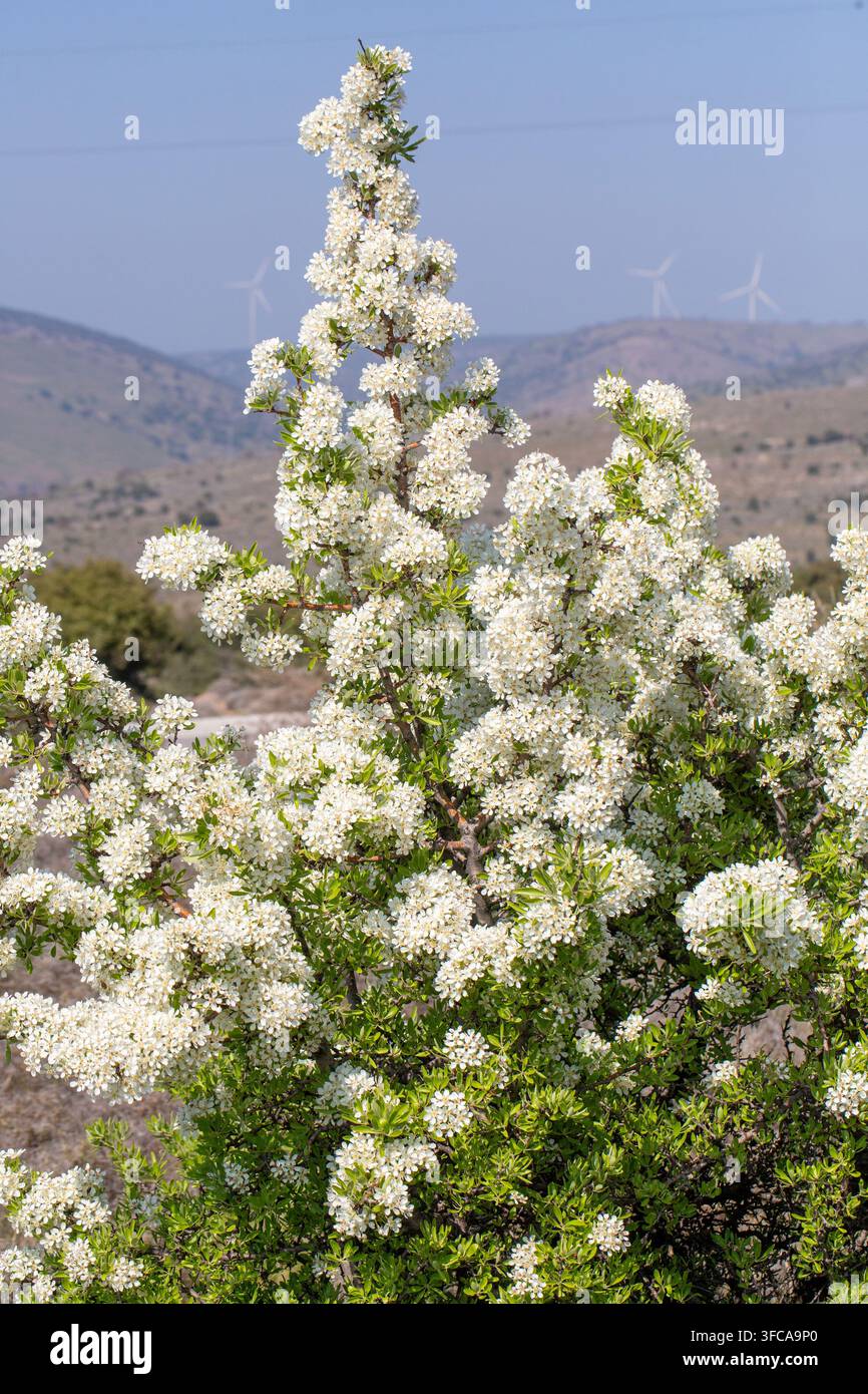 Bellissime fiori di pero selvatico su un ramo in un giardino primaverile soleggiato. Foto Stock